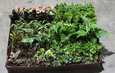 2" Terrarium Fern and Foliage Assortment